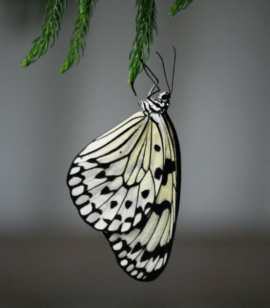 pexels-ewei2805-6492880